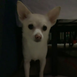 Meet your Posher, Caleb